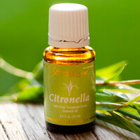 Citronella